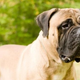 Illustration for article titled 12,000 years of breeding has fundamentally changed your dogs brain